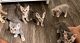 Bengal Cats for sale in Falls Church, VA, USA. price: $800