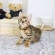 Bengal Cats for sale in 6607 Cove Creek Dr, Billings, MT 59106, USA. price: $650