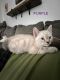 Bengal Cats for sale in Lusby, MD 20657, USA. price: $800