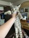 Bengal Cats for sale in Mannford, OK, USA. price: NA