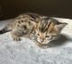 Bengal Cats for sale in Sugar Land, TX 77479, USA. price: $3,500