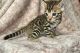 Bengal Cats for sale in Jamul Dr, Jamul, CA, USA. price: $1,200
