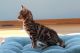 Bengal Cats for sale in Atwater, MN 56209, USA. price: $1,700