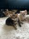 Bengal Cats for sale in Buffalo, NY, USA. price: $1,400