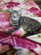 Bengal Cats for sale in Valley Springs, CA 95252, USA. price: NA