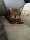 Bengal Cats for sale in Santa Ana, CA, USA. price: $500