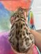 Bengal Cats for sale in Arcade, NY 14009, USA. price: $1,200