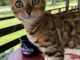 Bengal Cats for sale in Las Vegas, NV, USA. price: $2,200