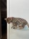 Bengal Cats for sale in Red Bluff, CA 96080, USA. price: $950