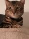 Bengal Cats for sale in Highland, CA, USA. price: $100
