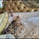 Bengal Cats for sale in Newport Beach, CA 92663, USA. price: $800
