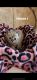 Bengal Cats for sale in Rochester, NY, USA. price: $500