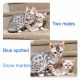 Bengal Cats for sale in Ashburn, VA, USA. price: $800