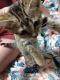 Bengal Cats for sale in Poplar Bluff, MO 63901, USA. price: $500