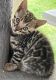Bengal Cats for sale in New Britain, CT, USA. price: NA