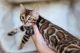 Bengal Cats for sale in Palm Coast, FL, USA. price: $2,100