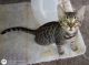 Bengal Cats for sale in Fayetteville, AR, USA. price: $500