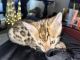 Bengal Cats for sale in Ceres, CA, USA. price: $1,000