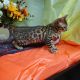Bengal Cats for sale in Clinton Twp, MI, USA. price: $575