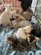 Bengal Cats for sale in Lockport, NY 14094, USA. price: $700