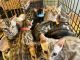 Bengal Cats for sale in Lockport, NY 14094, USA. price: $400