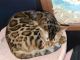 Bengal Cats for sale in 2215 Belle Vue Way, Tallahassee, FL 32304, USA. price: $2,000
