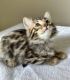 Bengal Cats for sale in Sugar Land, TX 77479, USA. price: $2,300