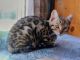 Bengal Cats for sale in Sacramento County, CA, USA. price: $1,500