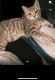 Bengal Cats for sale in Vancouver, WA, USA. price: $500
