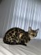 Bengal Cats for sale in Highland Park, NJ 08904, USA. price: $1,500