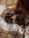 Bengal Cats for sale in Arcadia, IN 46030, USA. price: $500