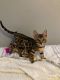 Bengal Cats for sale in Malden, MA 02148, USA. price: $400