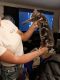 Bengal Cats for sale in Oklahoma City, OK, USA. price: $600