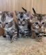 Bengal Cats for sale in Cannon AFB, NM 88101, USA. price: $500