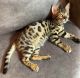 Bengal Cats for sale in Curtisville, PA 15032, USA. price: $500