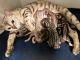 Bengal Cats for sale in Ashburn, VA, USA. price: $1,500