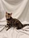 Bengal Cats for sale in Portland, OR, USA. price: $1,200