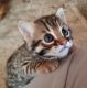 Bengal Cats for sale in Reno, NV 89512, USA. price: $500