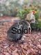 Bengal Cats for sale in Elk Ridge, UT 84651, USA. price: $1,200