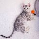 Bengal Cats for sale in Manhattan, New York, NY, USA. price: $500