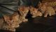 Bengal Cats for sale in Honolulu, HI 96815, USA. price: $500