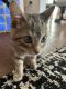 Bengal Cats for sale in Farmingdale, NY 11735, USA. price: $500