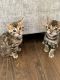 Bengal Cats for sale in Leesburg, GA 31763, USA. price: $3,000