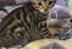 Bengal Cats for sale in St. paul, Minnesota. price: $500