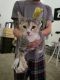 Bengal Cats for sale in San Jacinto, California. price: NA