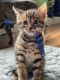 Bengal Cats for sale in Brownsburg, Indiana. price: $800