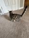 Bengal Cats for sale in Pittsburgh, Pennsylvania. price: $550