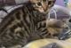 Bengal Cats for sale in Miami, Florida. price: $500
