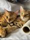 Bengal Cats for sale in Newark, New Jersey. price: $550