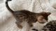 Bengal Cats for sale in East Boston, Massachusetts. price: $1,500